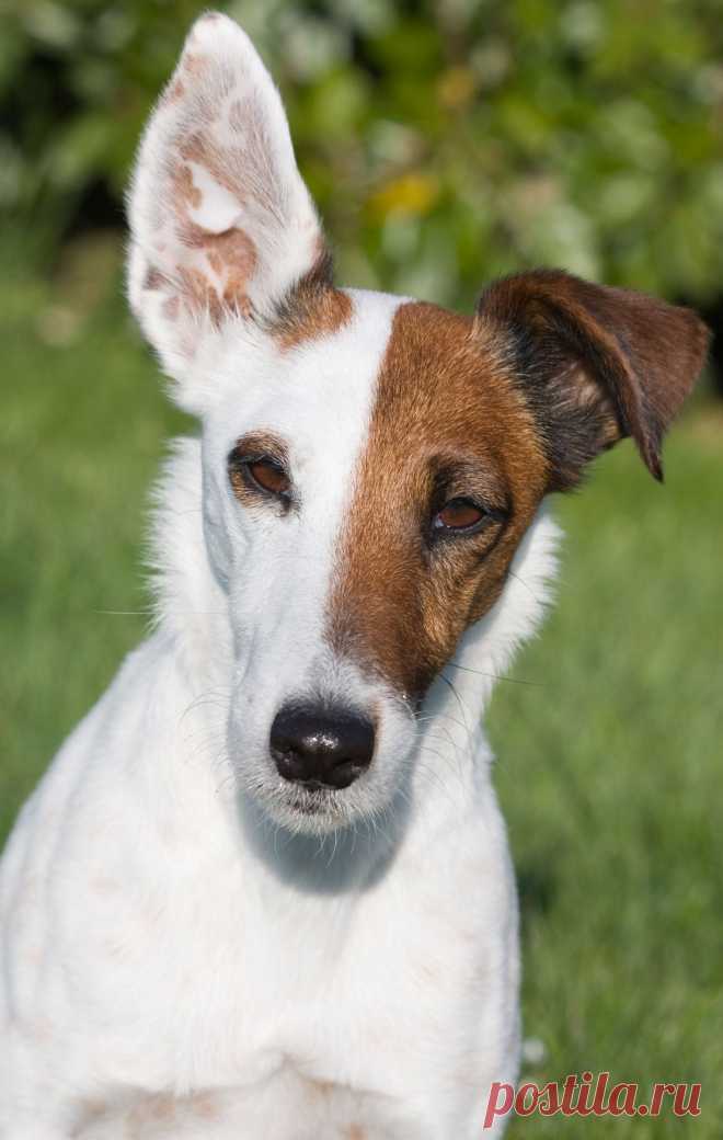 Dog Portrait  Free Stock Photo HD - Public Domain Pictures