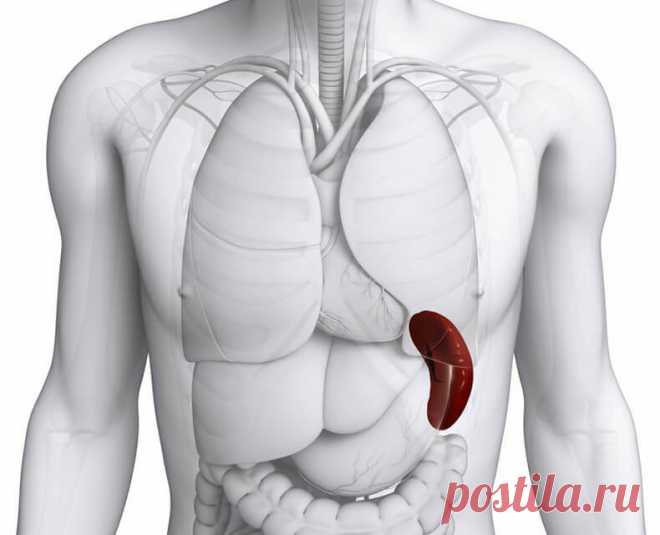 Очищение_селезенки_2_способа Народная медицина — рецепты, советы, способы, cекреты и народные средства.