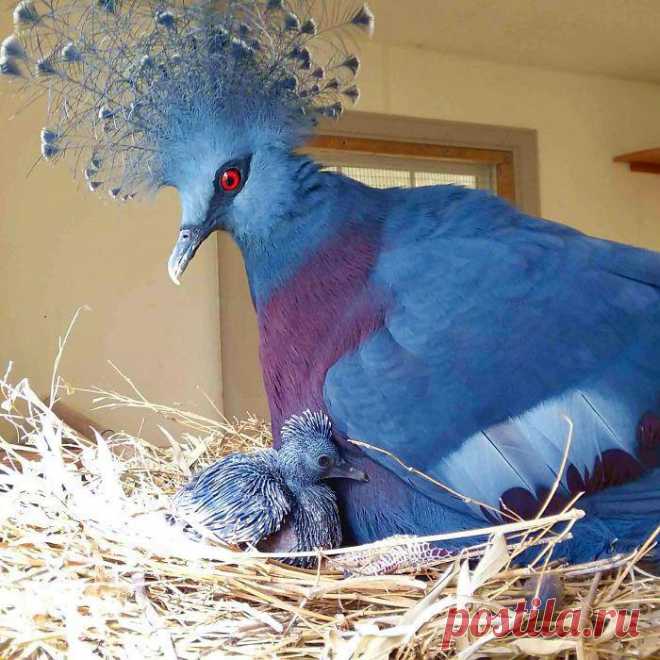 Венценосный голубь — потрясающе красивая птица