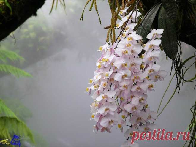 Не знаешь как правильно удобрять и подкармливать орхидеи? Читай! | Новий День