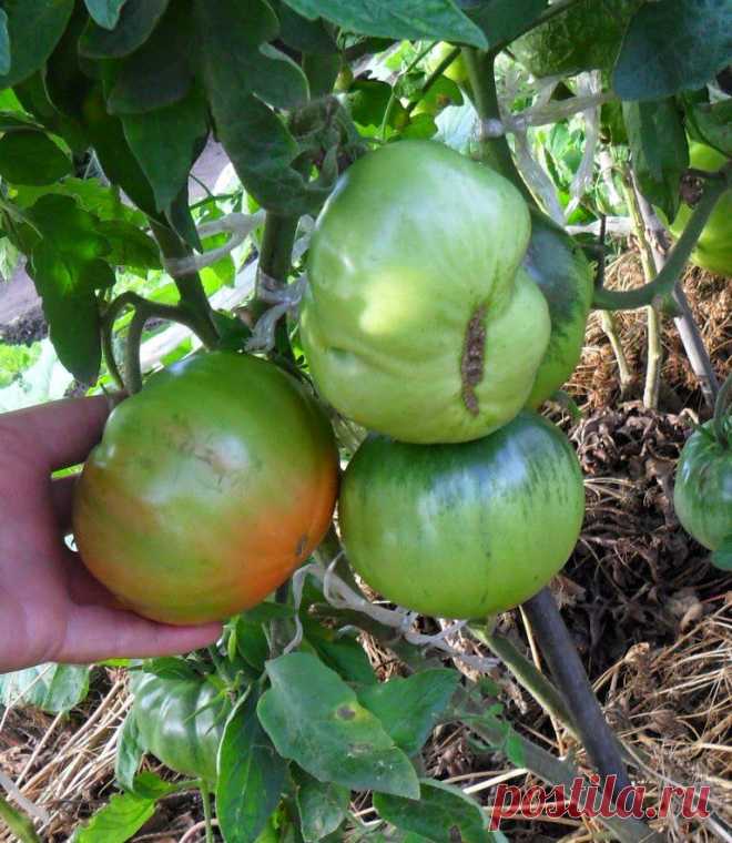 Вкусный Огород: Выращивание помидоров по два корня в лунке