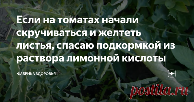 Если на томатах начали скручиваться и желтеть листья, спасаю подкормкой из раствора лимонной кислоты При выращивания помидор в жару многие сталкиваются с такой проблемой: верхние листья скручиваются, нижние желтеют, а в дальнейшем появляется такое заболевание, как вершинная гниль. И становится обидно, что весь сезон мы бегаем, поливаем свои растения, а толку нет. Это происходит потому, что растение в жару не способны усваивать калий и, как следствие, в жару растения испытывают дефицит важнейших