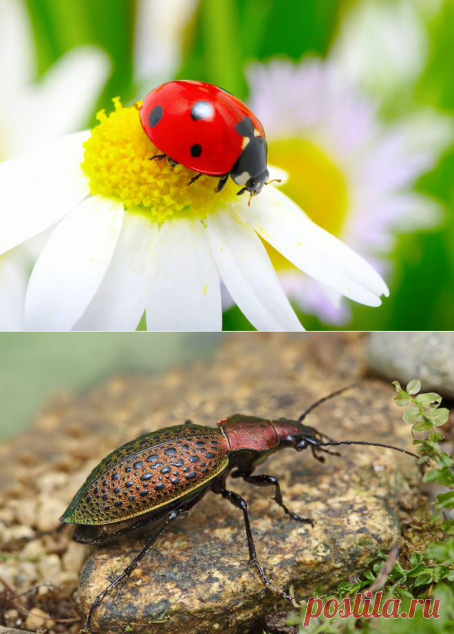 6 полезных видов насекомых в саду и огороде » Женский Мир