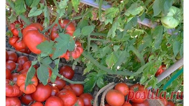 Подруга-садовод из Крыма посоветовала подкормку, которая сделала мои томаты крупнее и сочнее | Сад - моё хобби | Яндекс Дзен