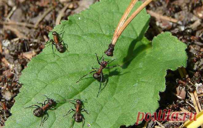 Как избавиться от муравьев на садовом участке | болезни и вредители