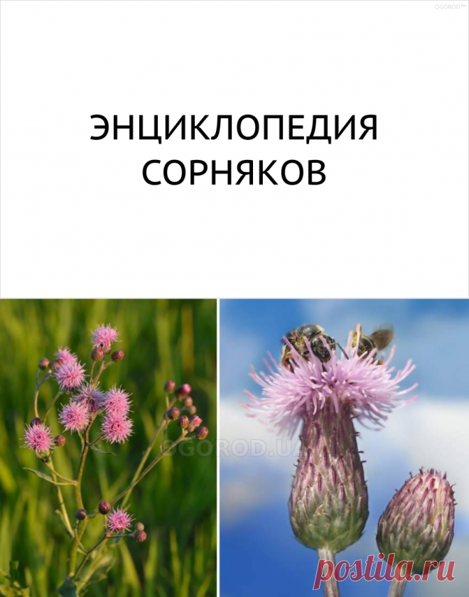 Список сорных растений с фотографиями