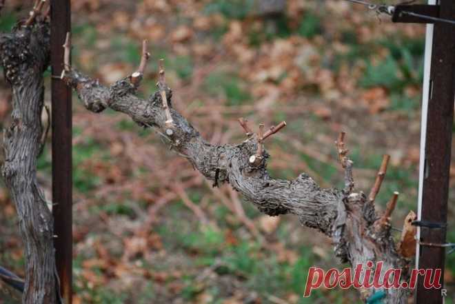 Как правильно обрезать виноград осенью перед укрытием на зиму и на что важно обратить внимание