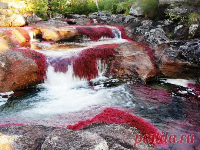 Каньо-Кристалес — самая красивая река на Земле