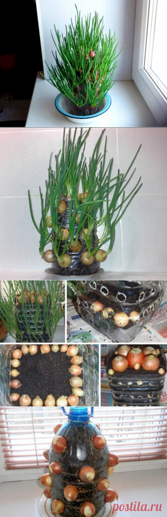Как вырастить зеленый лук на подоконнике в пластиковой бутылке | Растения для сада, огорода