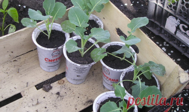 Выращивание рассады капусты различными методами