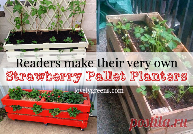 Strawberry Pallet Planters Readers use Lovely Greens DIY instructions to make their own Strawberry Pallet Planters