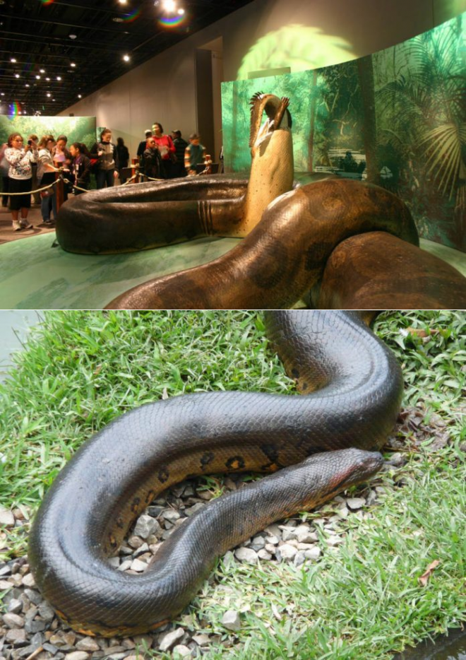 Большая змея в мире за всю историю. ТИТАНОБОА змея. ТИТАНОБОА 15 метров. ТИТАНОБОА вымерший вид змей. ТИТАНОБОА змея и Анаконда.