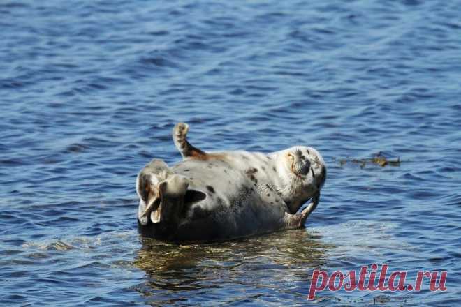 Очень забавные фото животных с эмоциями — найдите на них себя | WWF России | Яндекс Дзен