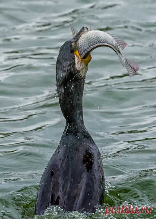 Daddy's Catch
Now its daddy Cormorant's turn to have dinner.