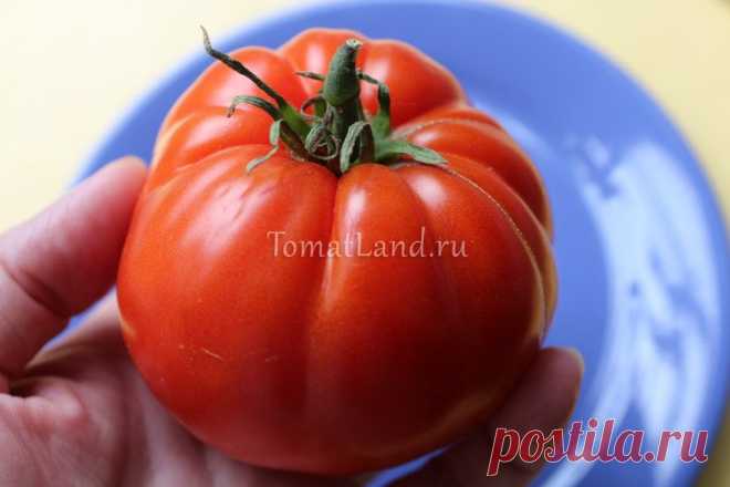 Самые урожайные сорта томатов для теплицы