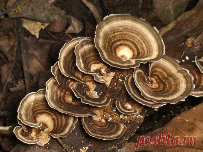 Самый полезный гриб российсих лесов | Олег Петренко | Дзен