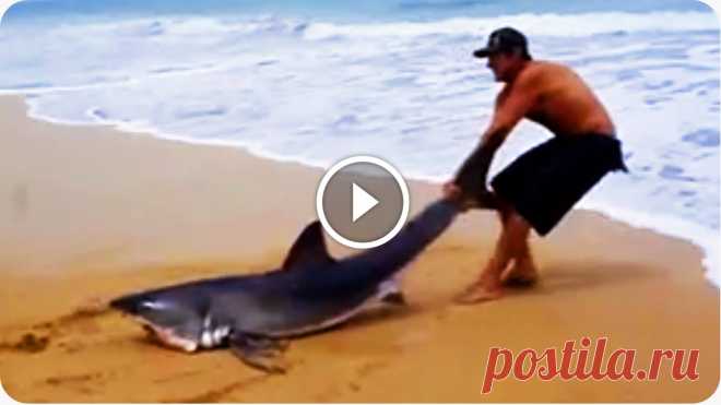 Great White Shark Rescue on the Beach