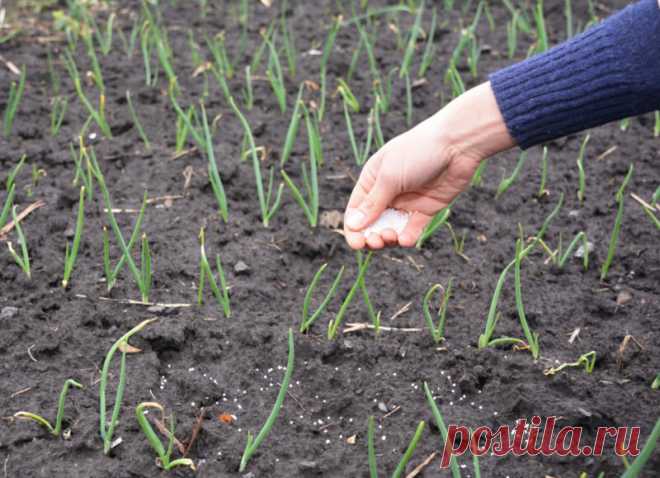 Чем подкормить лук при выращивании в открытом грунте | Идеальный огород | Яндекс Дзен
