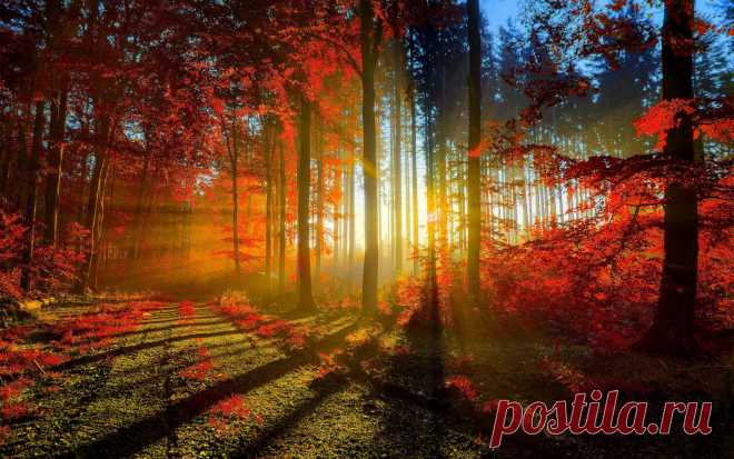 Красная осень: красивые фото красной осени. Красота осенней природы в фото.