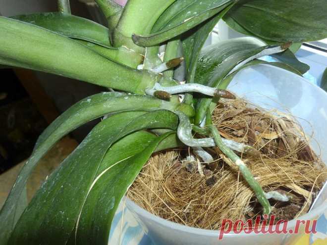 Чудо средство для роста и цветения Орхидеи