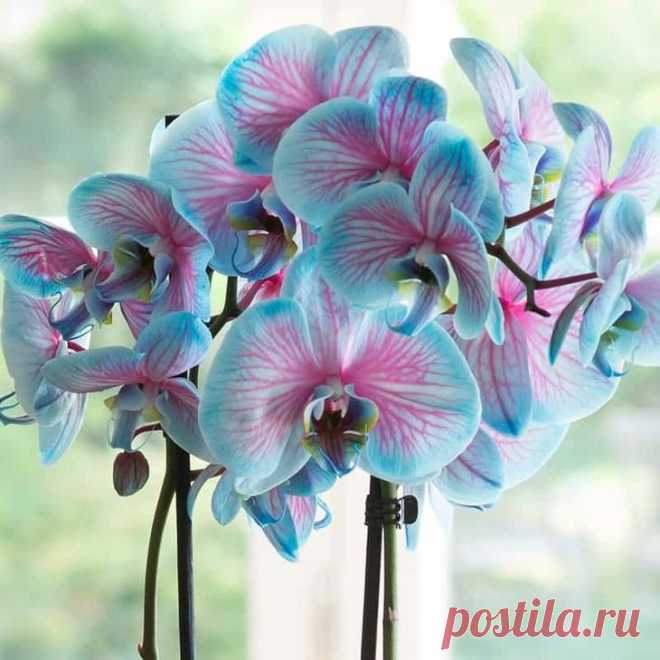 Сорта орхидей: самые красивые виды, фото и названия.