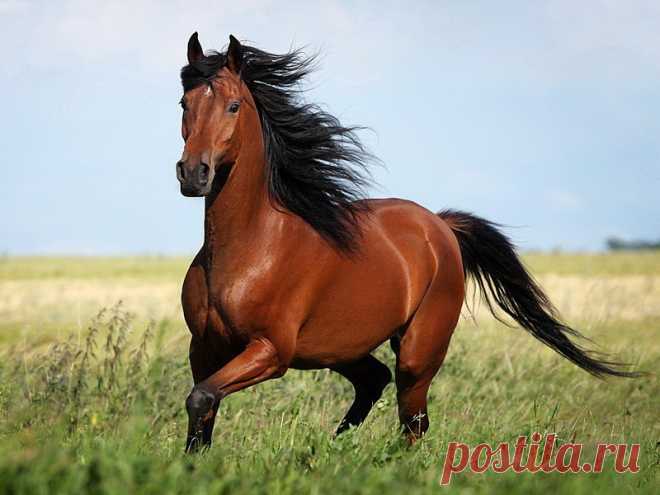 Изображение: Масти лошадей Найдено в Google. Источник: horse-bryansk.ru.