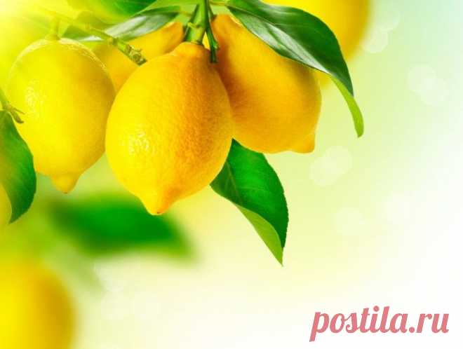 БЛОГ ПОЛЕЗНОСТЕЙ: Выращиваем шикарное лимонное и мандариновое деревья в домашних условиях