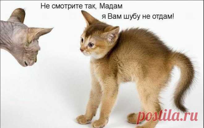 Говорят котейки!