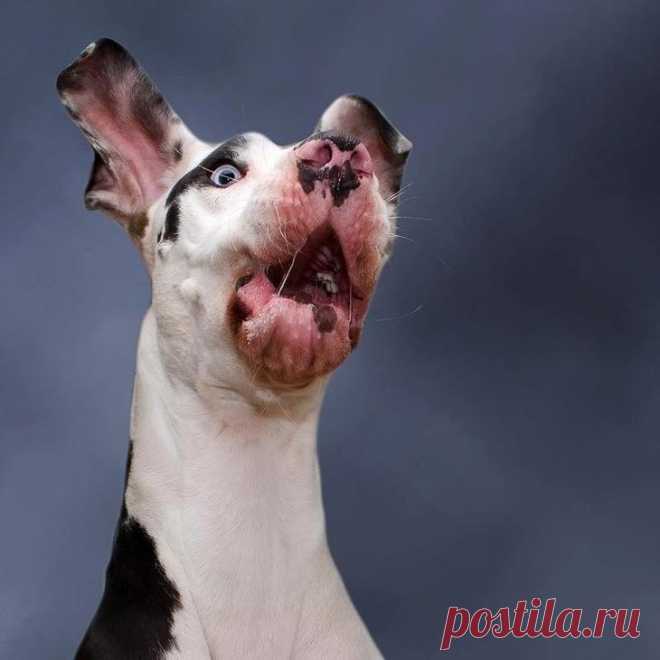 Мутка — собака с резиновым лицом, глядя на которую нельзя не смеяться