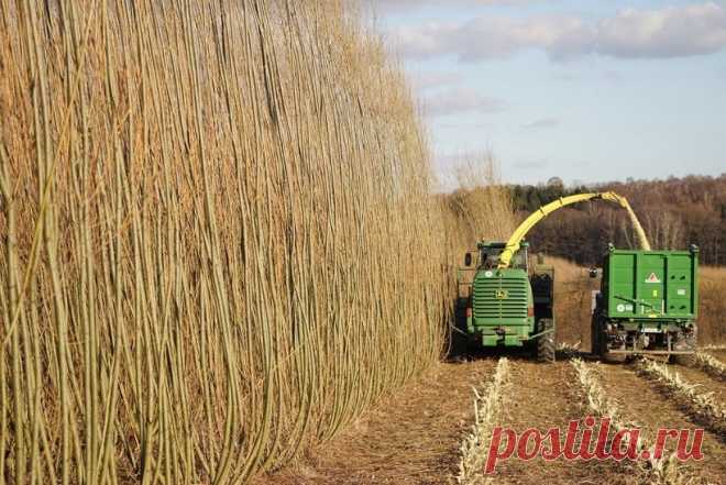 Ива – это не просто растение, а самодостаточный сельский бизнес! — AgroXXI