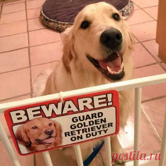 «Осторожно, злая собака»: 14 фотографий собак, которые выглядят слишком добрыми для того, чтобы их боялись