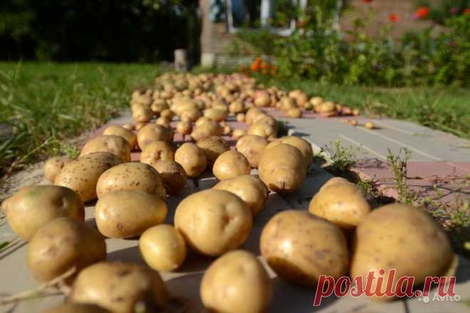 О выращивании картофеля в лунках, мешках и высоких грядках — 6 соток