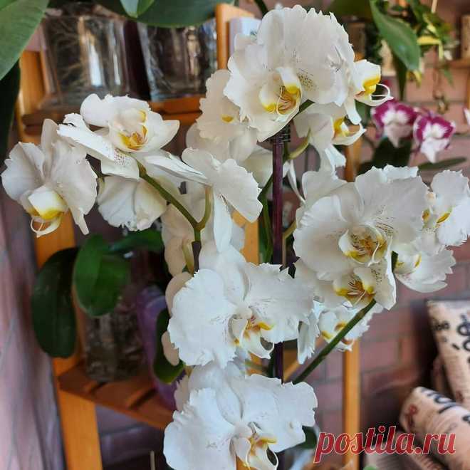 5 простых причин, почему не цветут ваши орхидеи и плохо выглядят