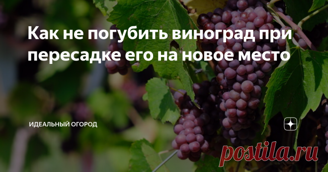 Как не погубить виноград при пересадке его на новое место Хотите узнать, как пересаживать виноград правильно? Читайте