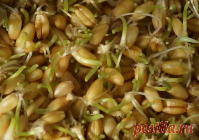 Пророщенная пшеница — это проростки или ростки, образовавшиеся в результате замачивания семян. Они очень полезны для организма человека и обладают рядом лечебных свойств.