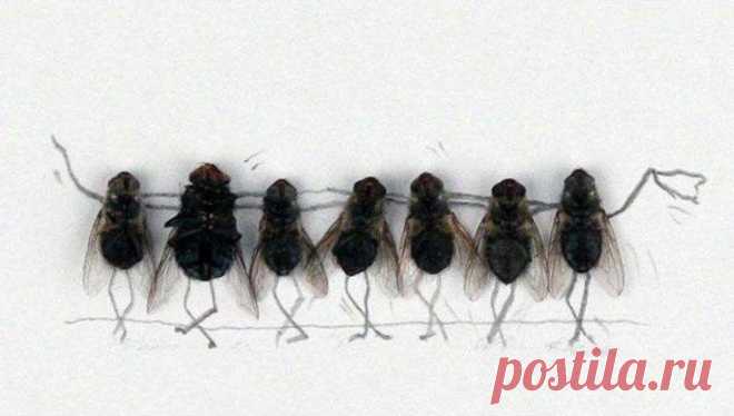 Учёные объяснили, почему муху так трудно прихлопнуть / Научный хит