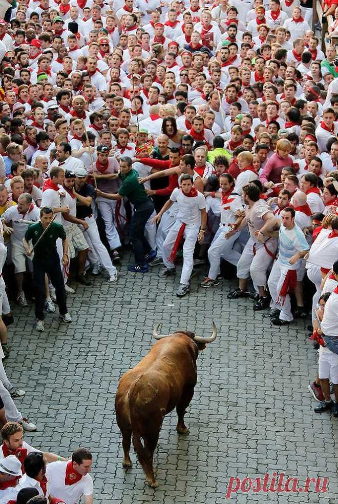 Лучшие фотографии 2013 года по версии агентства Getty Images | Webpark.ru