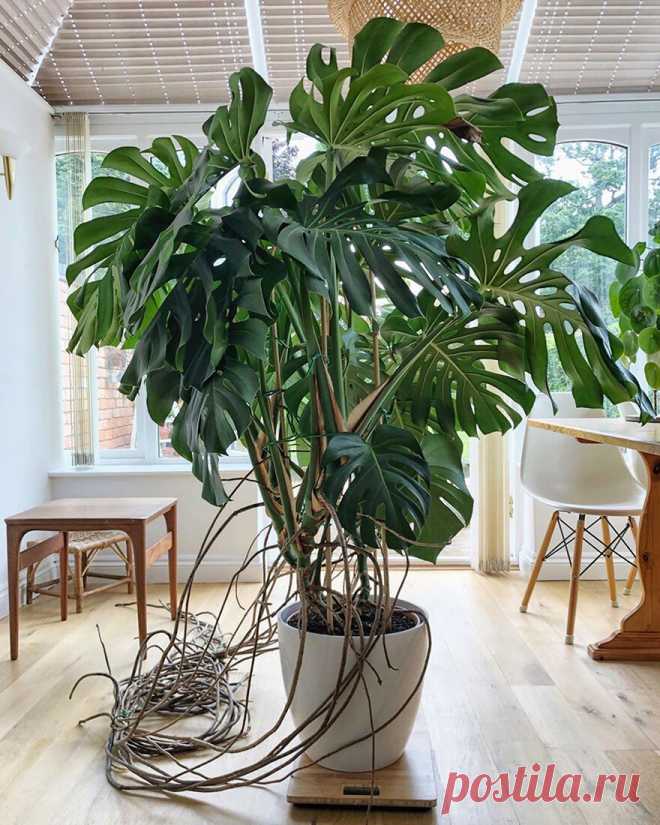 8 необычных комнатных растений | Интерьер+Дизайн | Яндекс Дзен