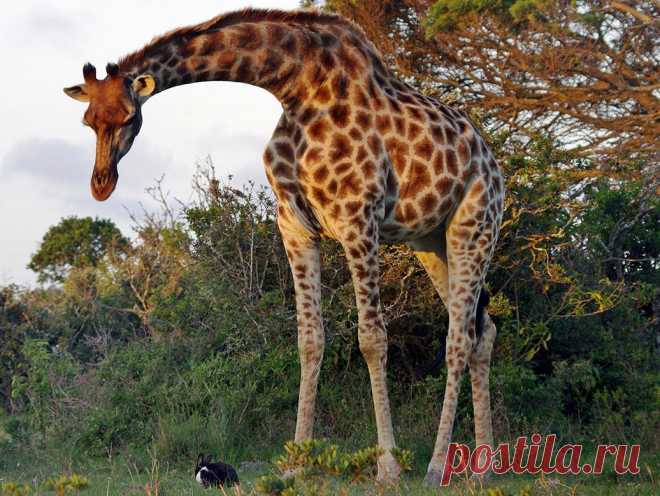 Дружба жирафа и кролика (фото, видео) | Частные Заметки