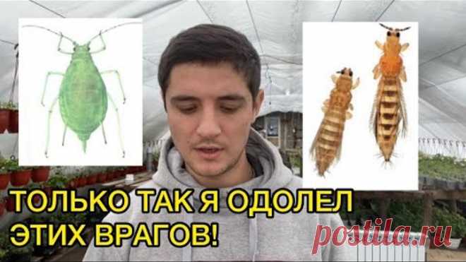 Трипс, тля, белокрылка не устоят от такой схемы борьбы с ними!