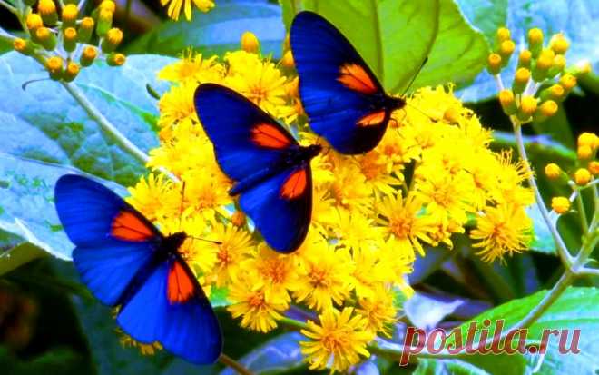 flores azul y amarillo - Buscar con Google