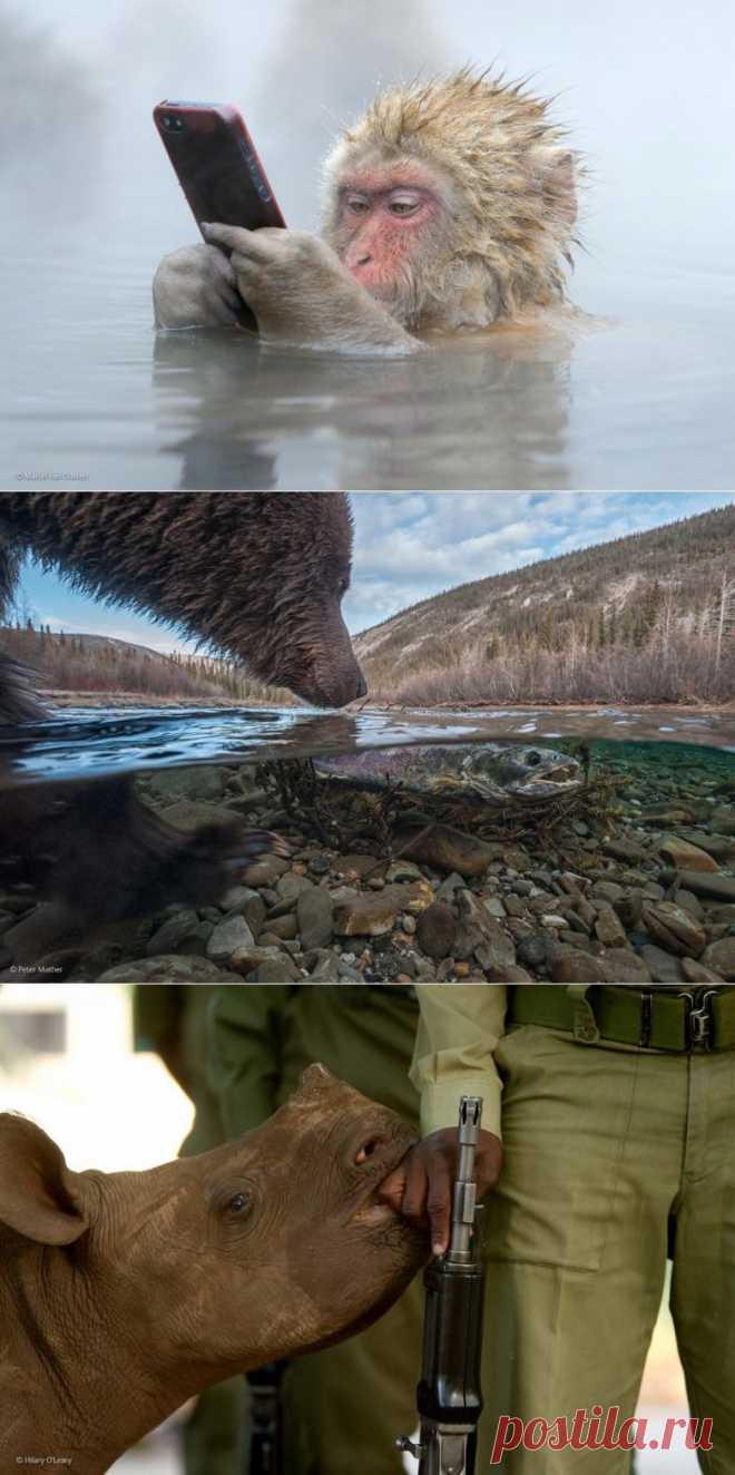 Лучшие фотографии дикой природы 2014 / Всё самое лучшее из интернета