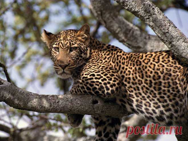 Леопард.Танзания