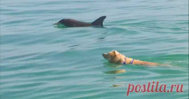 Необычная дружба: лабрадор почти каждый день бежит на пристань, чтобы поплавать со своими другом дельфином - ЖИВОЙ УГОЛОК - медиаплатформа МирТесен