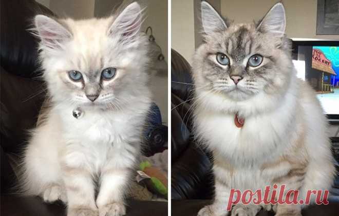 25 фотографий очаровательных котят, которые превратились в роскошных котов