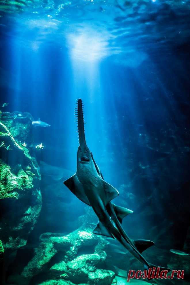 Sawfish | Into The Deep