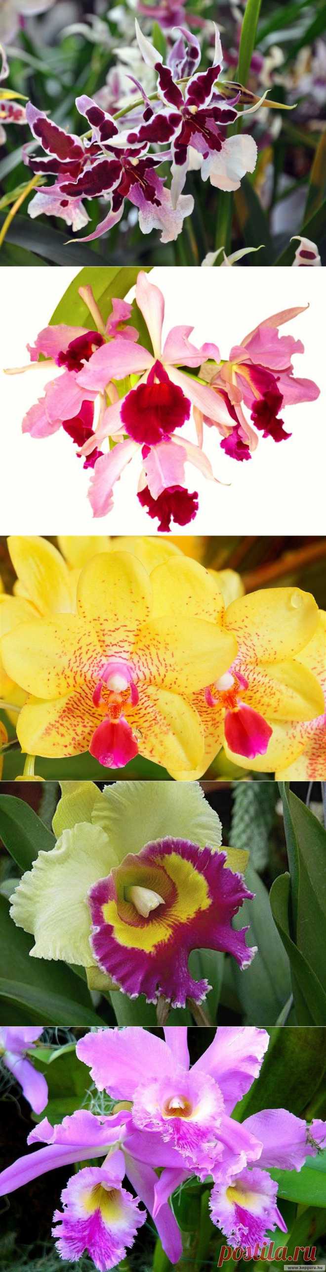 Орхидеи - любовь с первого взгляда...