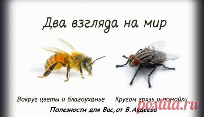 ПРИТЧА О ПЧЕЛЕ И МУХЕ.
Краткая и мудрая притча о двух типах мышления, определяющих нашу судьбу:
Если спросить муху, есть ли в окрестностях цветы, она ответит:
– Не видела никаких цветов. Зато навоза в той вот канаве полным-полно.
И муха начнёт перечислять все помойки, на которых побывала.Но спросите пчелу, видела ли она в окрестностях какие-нибудь нечистоты, и она ответит:
– Нечистоты? Нет, не видела нигде. Здесь так много благоуханных цветов....
