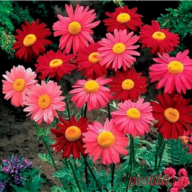 Многолетний садовый цветок Пиретрум (Pyrethrum). Семейство: сложноцветные (Compositae). Многолетнее травянистое растение с крупными ромашковидными цветками различных окрасок и продолжительным цветением. Стебель малооблиственный, высотой до 1 м, листья перисторассеченные. Цветет в июне - июле.
Основные виды
К многолетним видам относятся: п.розовый (P.roseum) - высотой 60-75 см; прикорневые ажурные листья образуют розетку; соцветия диаметром до 7-8 см, простые, полумахровые или махровые.