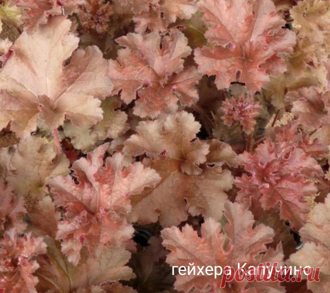 Если ваша geuchera засохла, не спешите выбрасывать . Как возрождаются из ничего мои любимые растения | Цветочная няша | Дзен